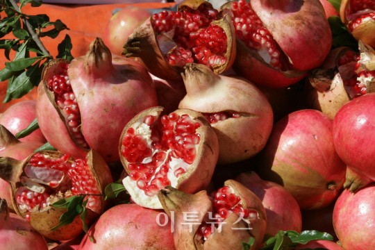 미인 되고 싶으면 고흥석류 드세요~