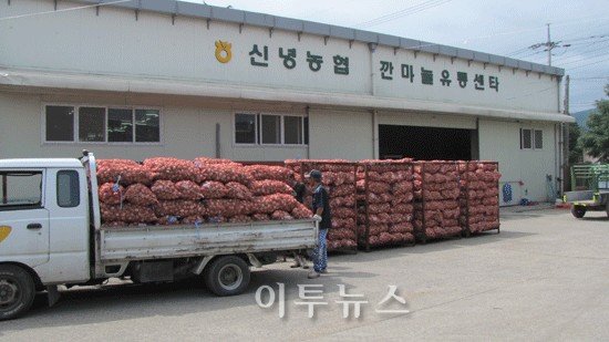 영천시, 억대 고소득 마늘농가 150호 이상 될 듯
