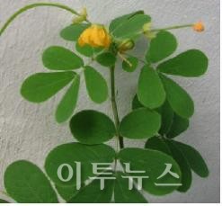 토종약초 이젠 집마당에서 기르자