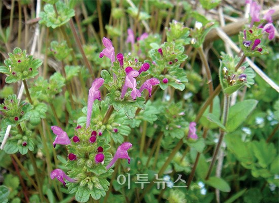 [몸에 약이 되는 산채류⑬] 지혈에 효과 광대나물