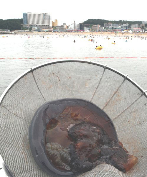 해운대 해파리 습격 피서객 70명 쏘여 안전에 비상