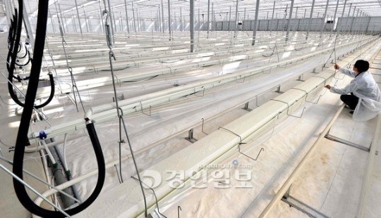 [현장르포]동부 사업포기 8개월… 화성 유리온실 가보니