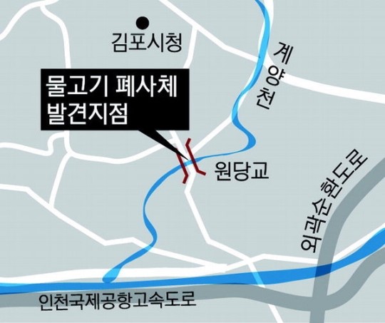 계양천 물고기 떼죽음