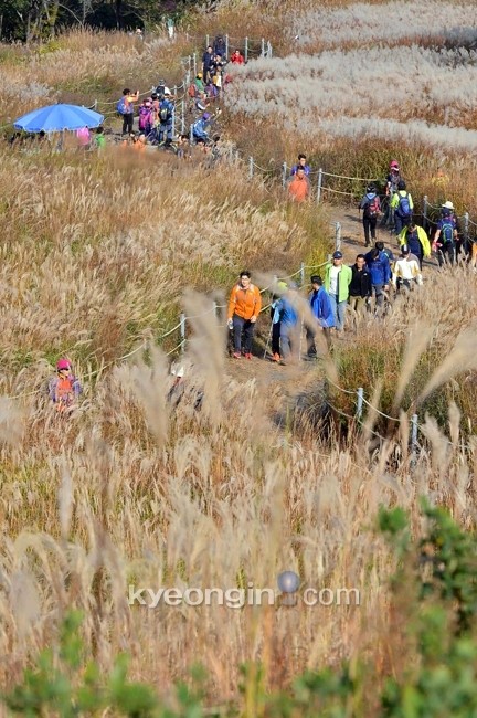 [전국 억새 명소]대한민국 억새 1번지 명성산 은빛물결 가을을 품다