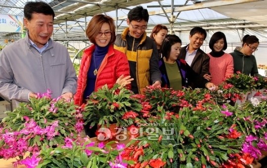 겨울에 꽃 피우는 게발선인장
