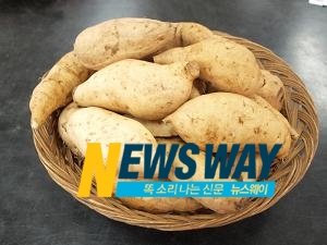 달콤한 맛이 일품! 물고구마를 아시나요~