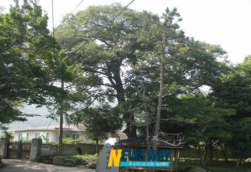 완도군, 마을정자나무 8본 보호수 추가 지정