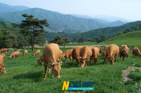 장흥한우주민주식회사 설립…장흥한우 명품으로 육성