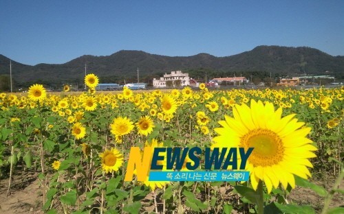 코스모스 만발한 진례로 가을 나들이 오셔요