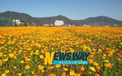 코스모스 만발한 진례로 가을 나들이 오셔요