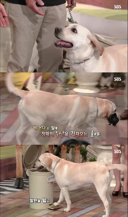 신동엽 천재견 호야 동물농장 사상 최고의 능력 감탄