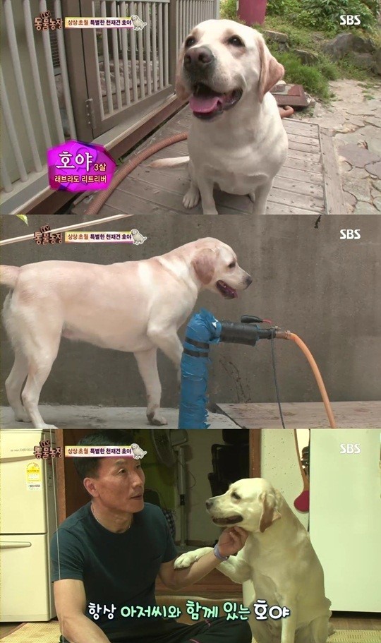 천재견 호야, 커피까지 끊일 줄 아는 진짜 천재 깜짝 (동물농장)