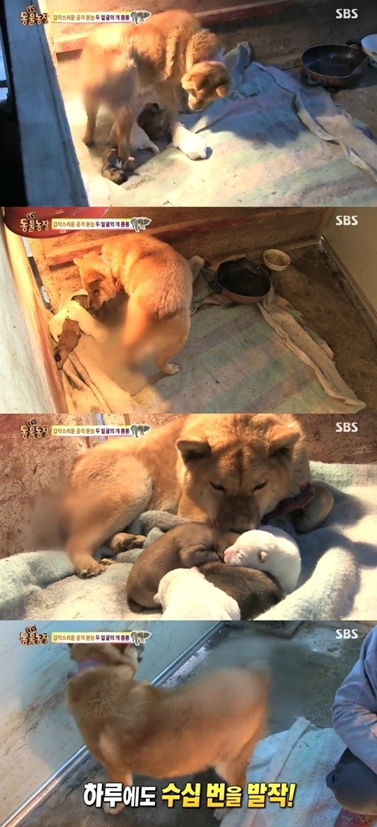 동물농장 자신의 꼬리 잘라낸 개 쫑쫑이, 뱅뱅 도는 이상 행동 보여