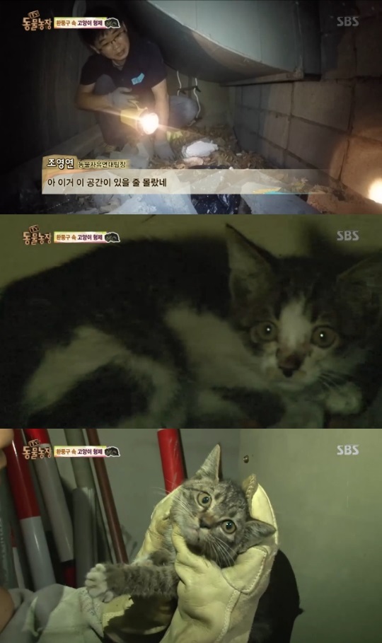 동물농장 환풍구 속 고양이 형제 구출 작전 성공