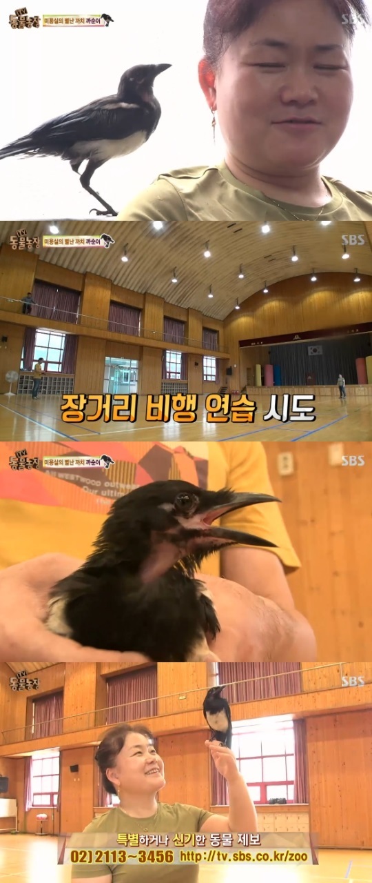 동물농장 미용실 별난 까치 까순이의 우여곡절 첫 비행기 성공