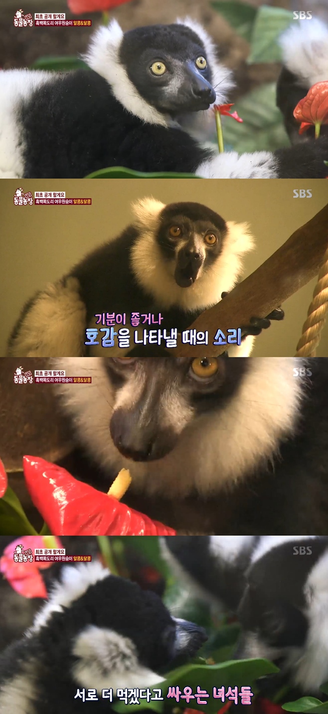 동물농장 흑백목도리 여우원숭이, 동물원서 사는 이유 멸종 위기
