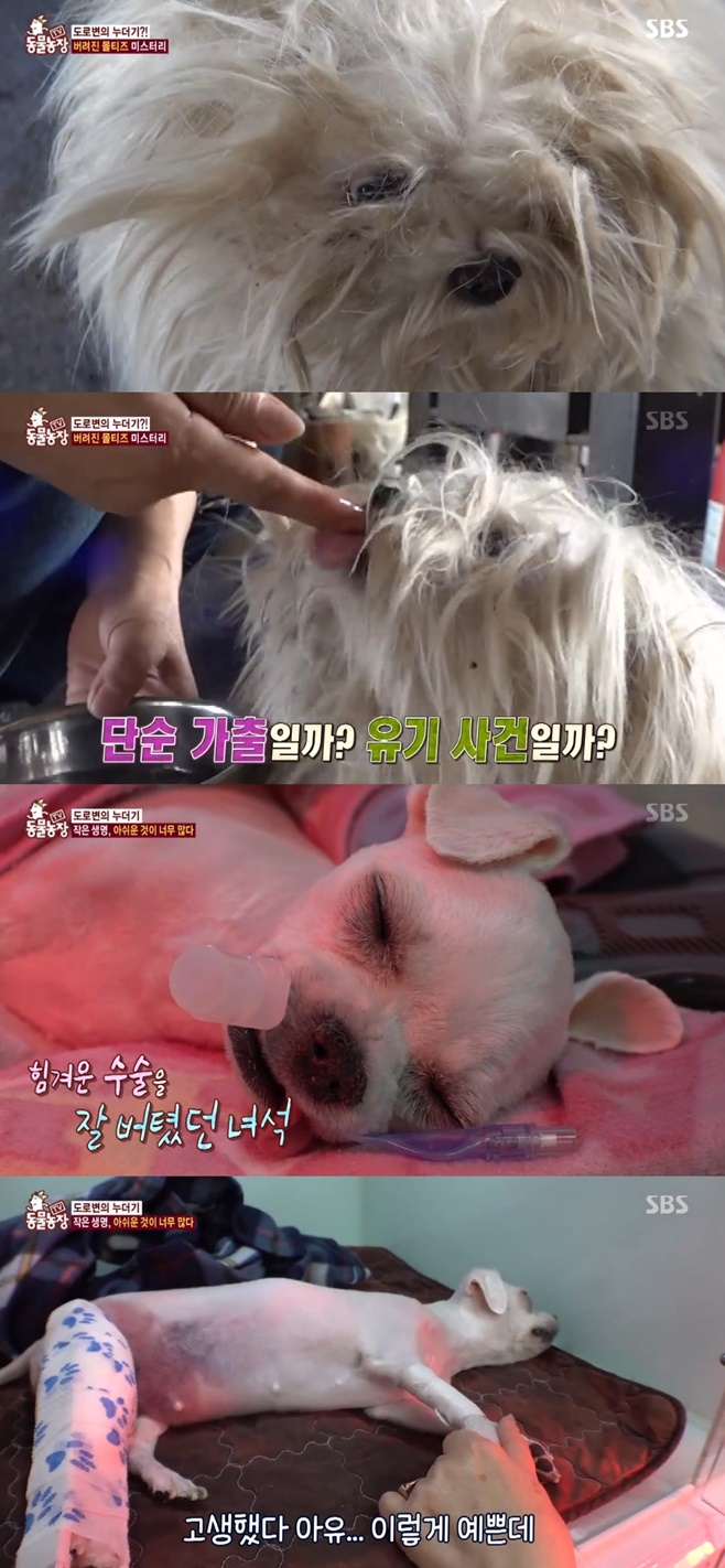 동물농장 시흥서 구조된 뒷다리 마비 몰티즈 사망, 시흥시 품종 유기견↑