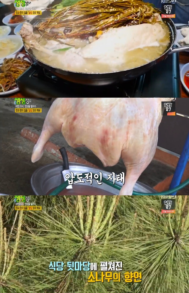 생생정보-밥상을 털어라 솔잎오리백숙 맛집 어디?