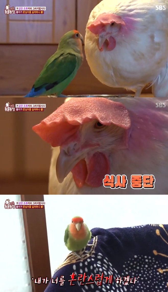 동물농장 반려닭 꽃님이, 봄이 질투에 스트레스