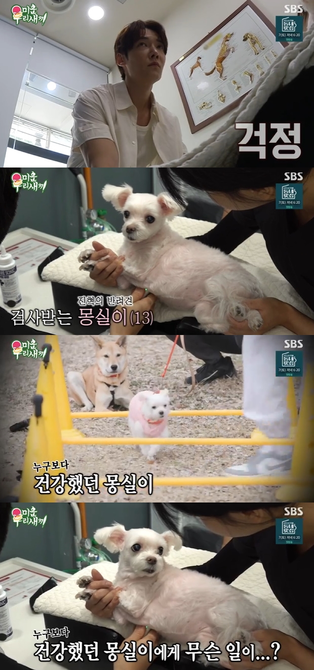 미운 우리 새끼 최진혁, 반려견 몽실이 혈관육종 암 진단에 눈물 [TV온에어]