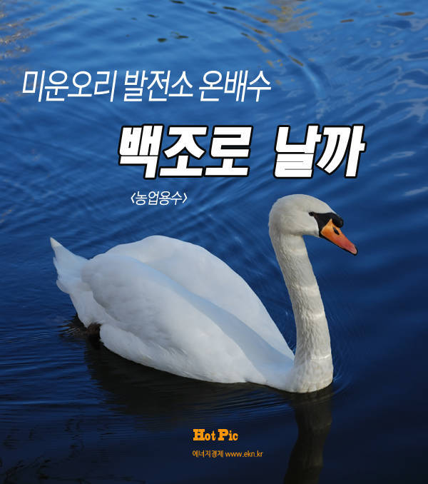 [Hot Pic] 미운오리 발전소온배수...‘농업용수로 재활용’