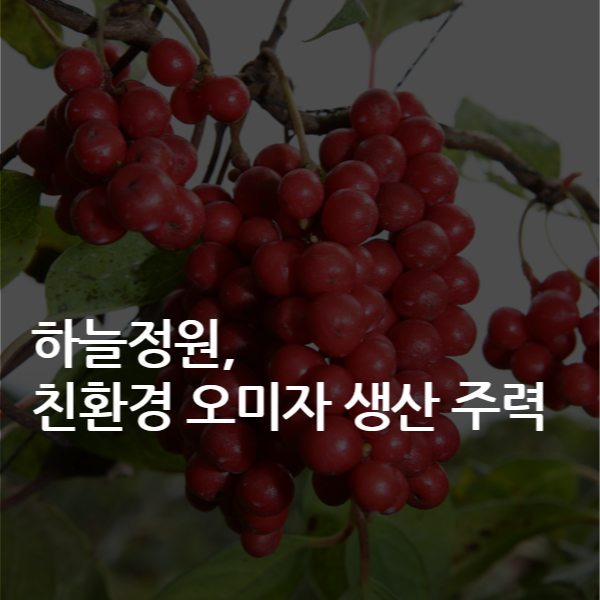[카드뉴스] 하늘정원, 친환경 오미자 생산 주력