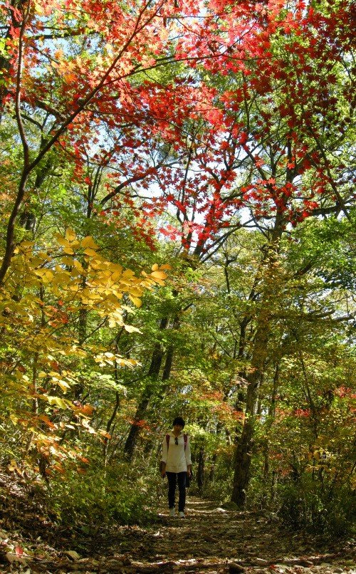 고운 단풍 옷 입은 내장산으로 떠나볼까