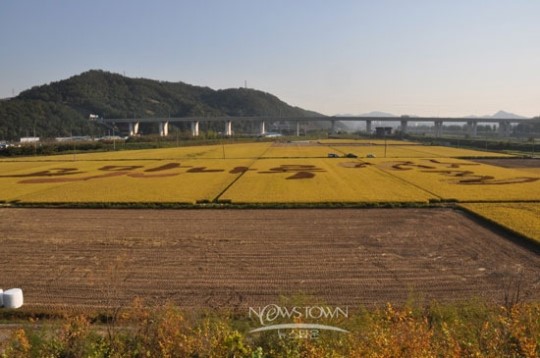 공주시, 고맛나루쌀 수확체험 행사 개최