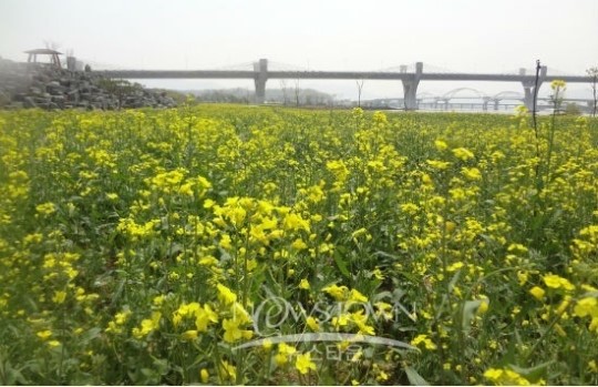 충주시, 대단위 유채꽃밭 조성 성공