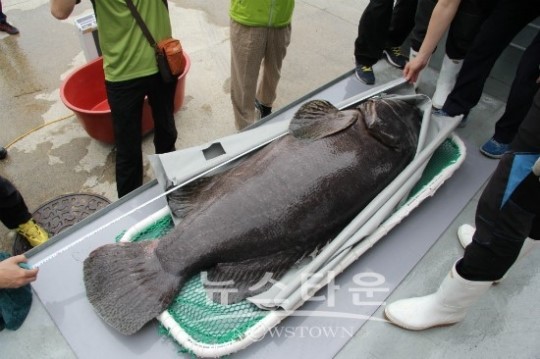 순천향대학교, 대왕바리 친어 대만에서 국내에 이식하는데 성공