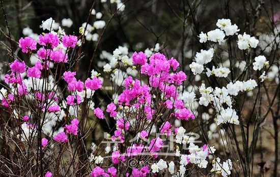 치악산 최고자연농원 야생화
