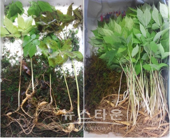 산양산삼 값싸게 먹을 수 있는 기회 왔다
