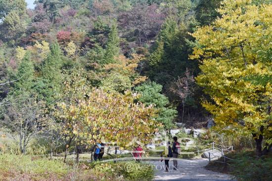아산 영인산수목원, 국화꽃 만발 단풍 절정