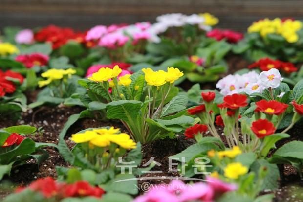 겨울에 피어나는 꽃과 향기 맡으러 세계꽃식물원으로 오세요