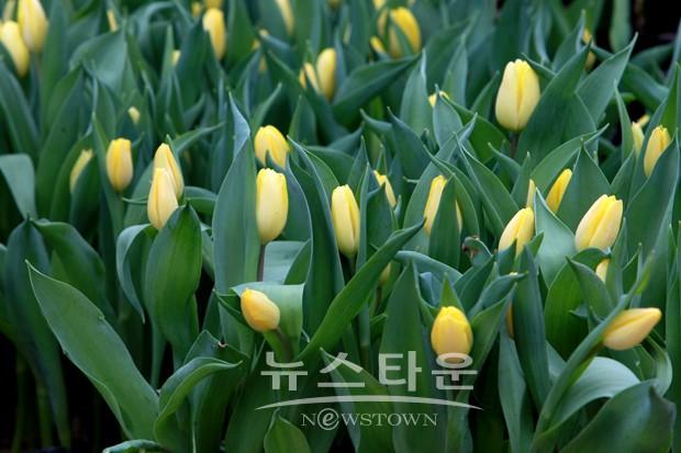 겨울에 피어나는 꽃과 향기 맡으러 세계꽃식물원으로 오세요