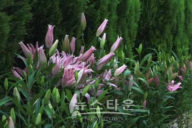 겨울에 피어나는 꽃과 향기 맡으러 세계꽃식물원으로 오세요