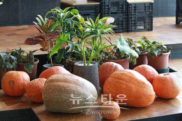 겨울에 피어나는 꽃과 향기 맡으러 세계꽃식물원으로 오세요