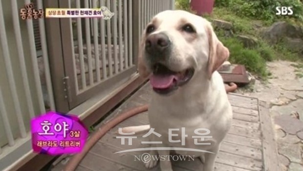 동물농장 상위 1% 천재견 호야 영화 출연, 영화에서 만나요~