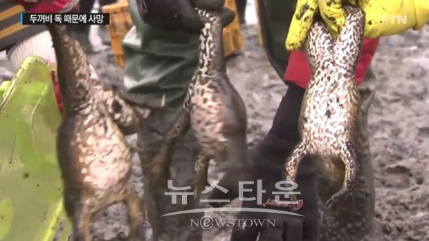 황소개구리로 착각 두꺼비 먹은 남성 사망, 베어 그릴스도 던져버린 두꺼비