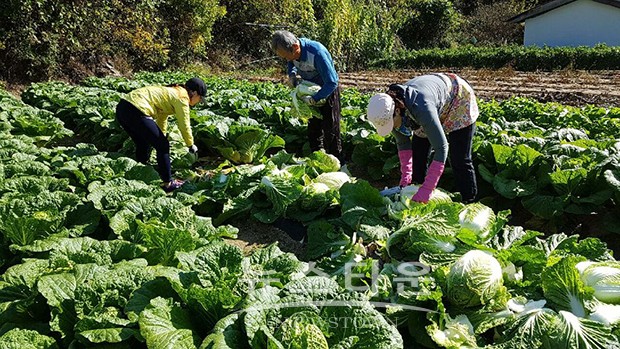 인제읍 가리산리 배추 무 어려운 이웃과 함께 나눠요