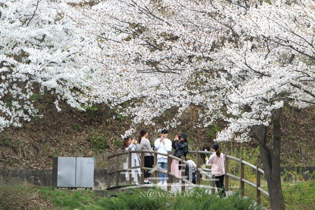 아산은 지금 벚꽃으로 하얗게 물들다