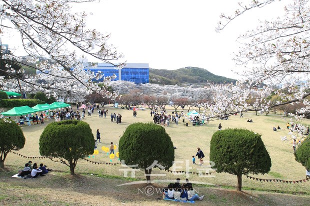 아산은 지금 벚꽃으로 하얗게 물들다