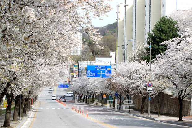 아산은 지금 벚꽃으로 하얗게 물들다