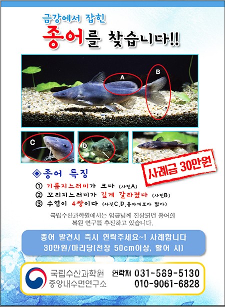 금강에 서식하는 종어(宗魚) 어미를 찾아주세요!