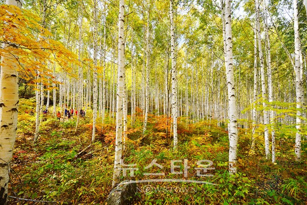 인제를 찾는 관광객들에게 가장 눈길을 끄는 자작나무 명품숲