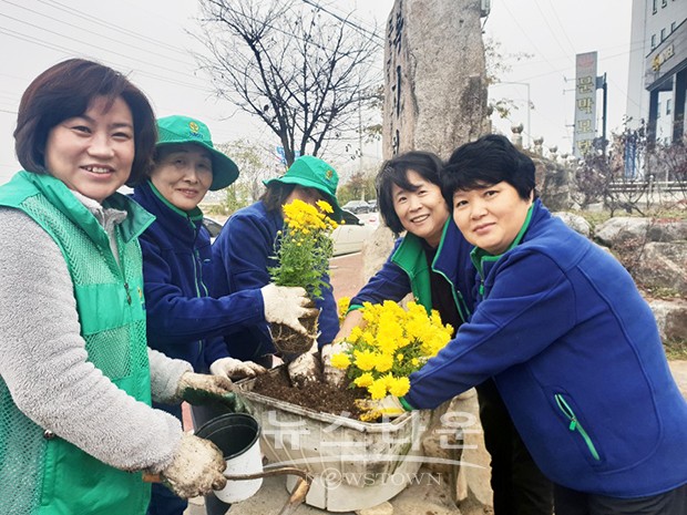 원주시 문막읍 새마을부녀회 국화꽃 심기 운동