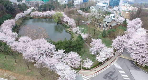 호서대학교, 학생 자치회 주관 벚꽃축제 개최