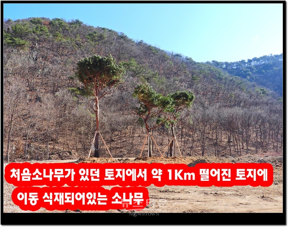 원주시, 소나무재선충병단속 후 보름간 미적미적?