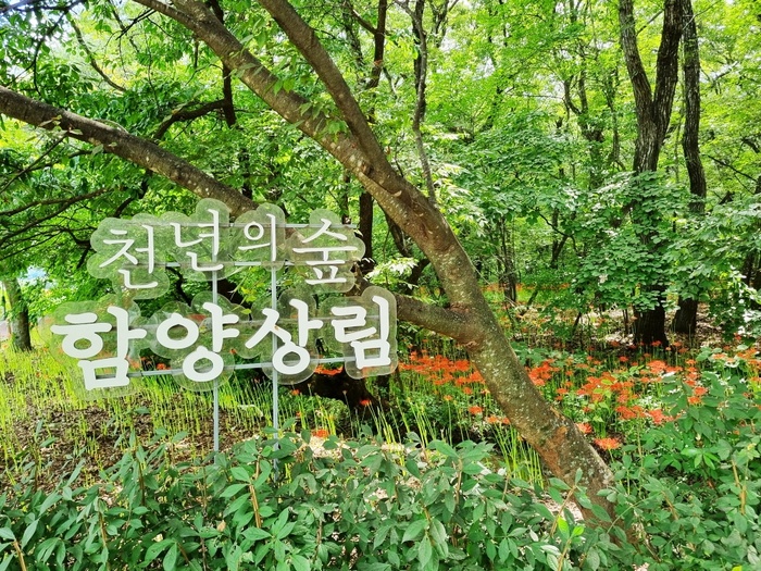함양 상림공원 ‘꽃불 났네’, 꽃무릇 이번주말 만개