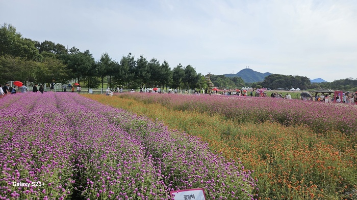 {(포토]양주 천만송이 천일홍 축제 플라워 퍼레이드